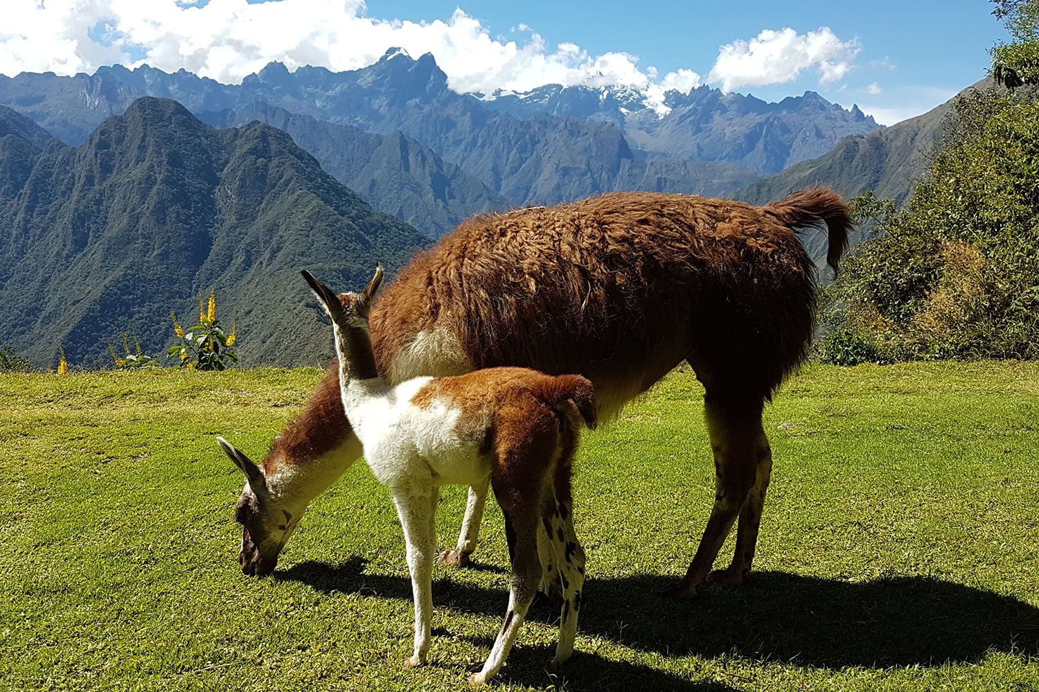 Inca Trail Trek to Machu Picchu 5D/4N