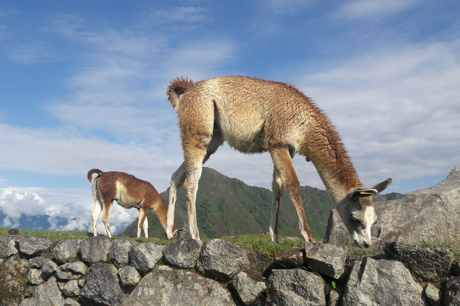 Short inca Trail to Machu Picchu 2D/1N