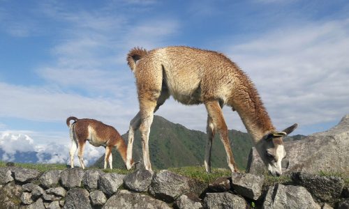 Short-inca-Trail-to-Machu-Picchu-2D-1N-3